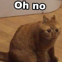 OH NO Cat