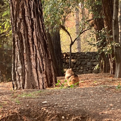 Sa'dabad Palace Complex - Main Street