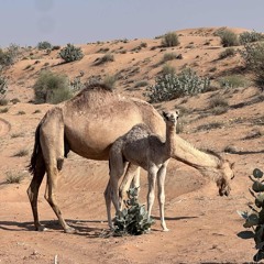 يا صالح اسمعني ~ صالح الـ مانعه
