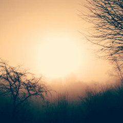 Création sonore Exposition Arbre(s) : entre légendes et sciences