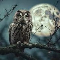 NIGHT OWL