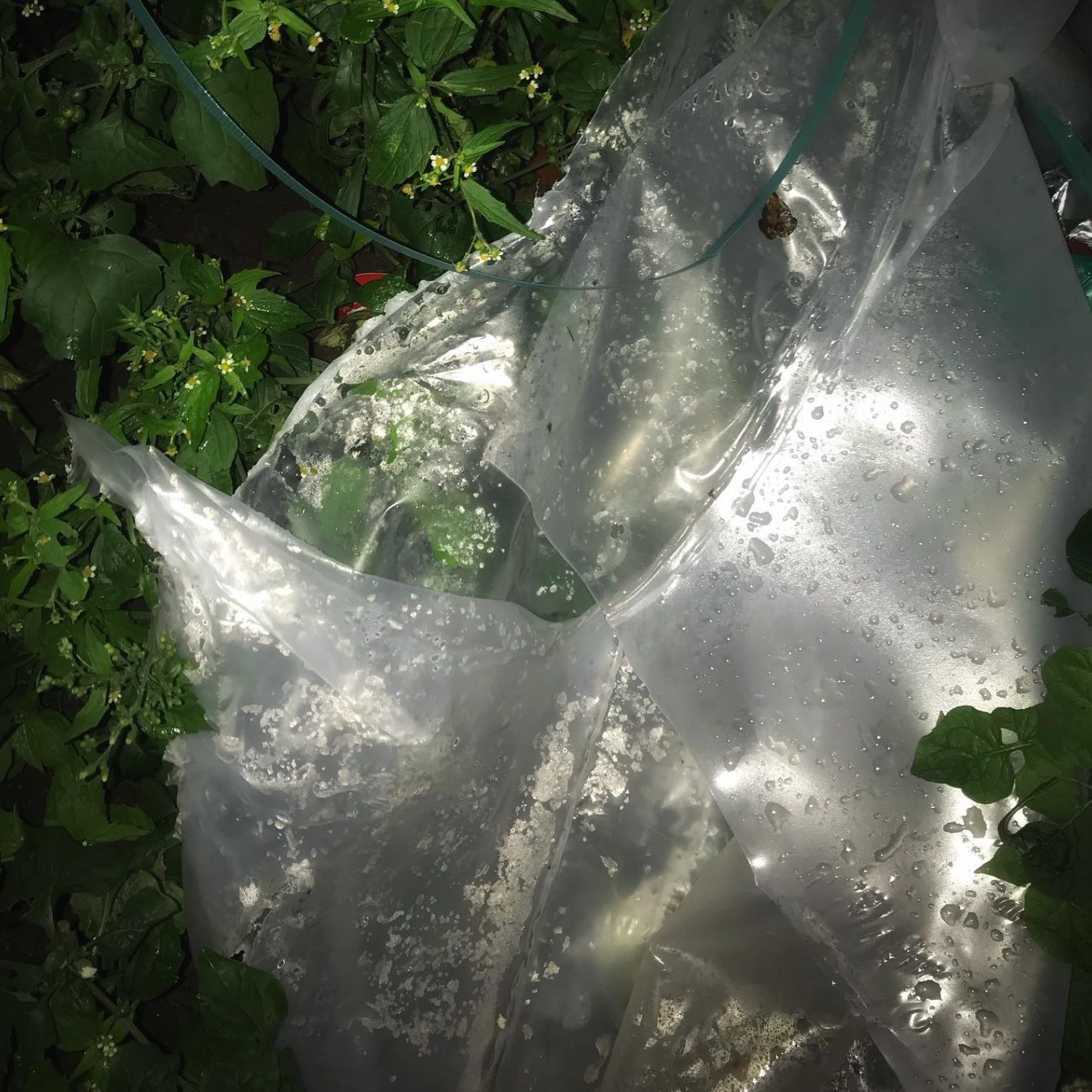 Ancient Spell Of Confusion