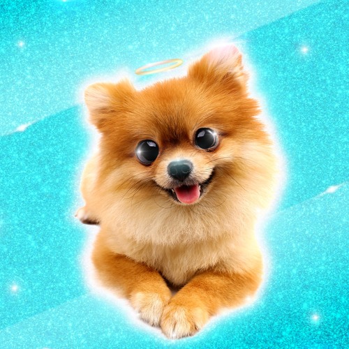 Pomeranians