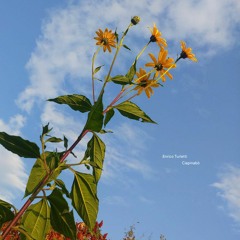 Ciapinabò (Home garden, improvisation)