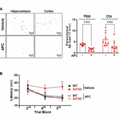 Transcriptomic Modulation of Alzheimer’s Disease by Activated Protein C Using Single-Cell RNA-Seq