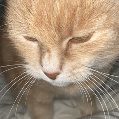 eigenen weg Mix feat chiddy