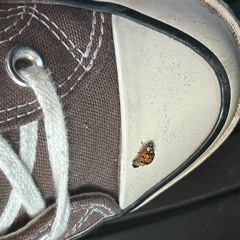 i know i’m not evil — re-recording