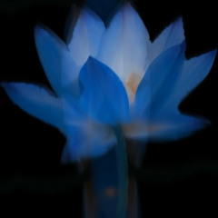 Lotus pond (Unreleased)
