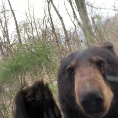the we bears sex edition