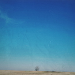 The Lonely Tree