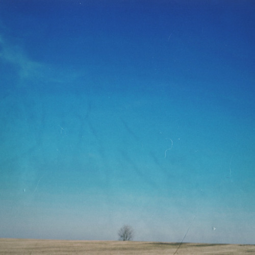 The Lonely Tree