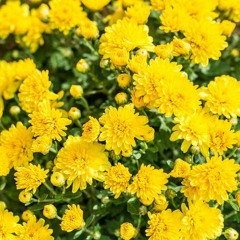 Chrysanthemum
