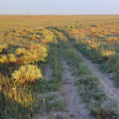 Dawn on a Sand Sage Prairie - Fox Ranch - June 1, 2025