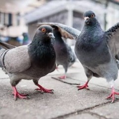 rats with wings