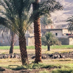 سورة النجم - الحصري