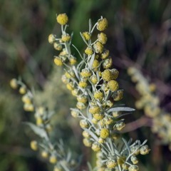 Artemisia Absinthium