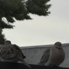 not this again (flux)