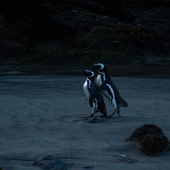 Lavender - Ilion, LostHue