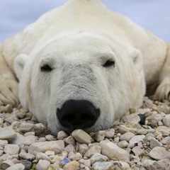 Bears in Churchill      With lyrics