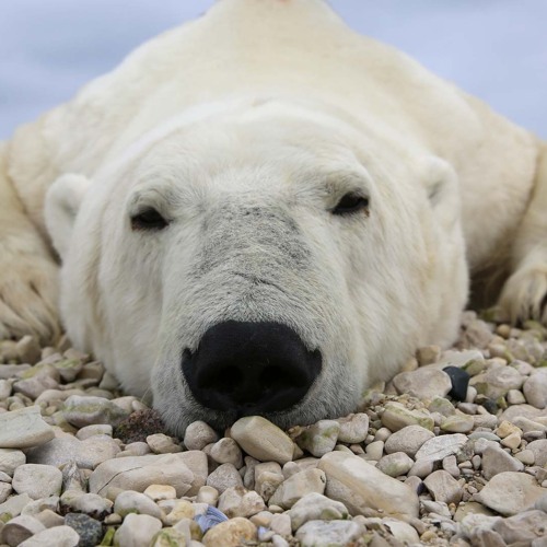 Bears in Churchill      With lyrics