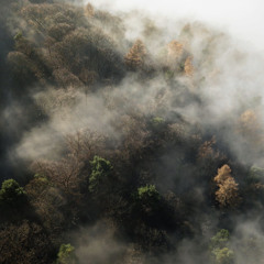 These Boys Trippin| Bam Bam Mentalecho