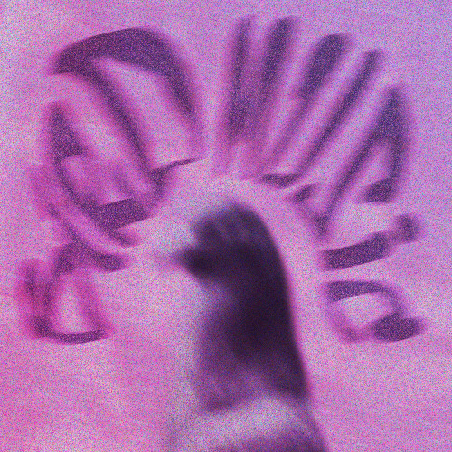 BIRD MUSIC