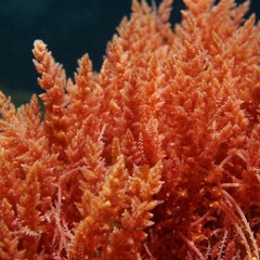 In First Real-World Experiment, Red Seaweed Cuts Methane In Cows By More Than Half