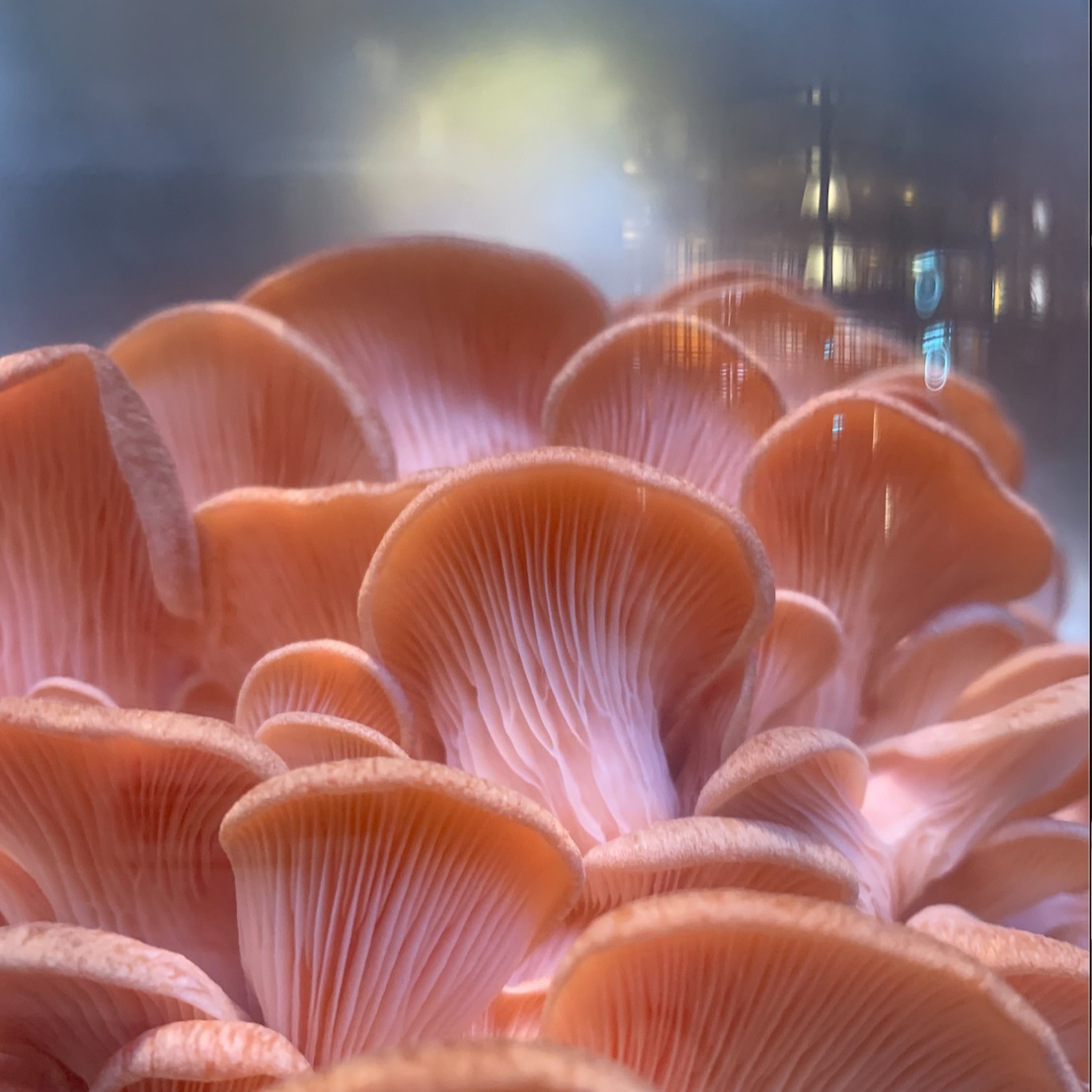 Odnarb