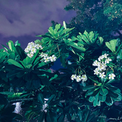 plumeria