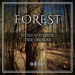 Forest Wind Birds TreeCreaks LowerSaxony