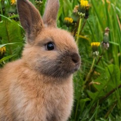 Séquence comme Lapinou (tascam Dub)