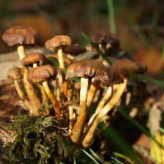 Wood