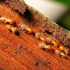 Say Goodbye to Hidden Damage and Costly Repairs — Atlantic Exterminating Delivers Powerful Termite Elimination You Can Count On.