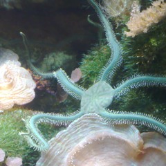 Brittle Star - Unheard-of Ensemble