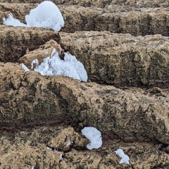 III. Iš Justino dienoraščio_Juodos plunksnos ant balto sniego.