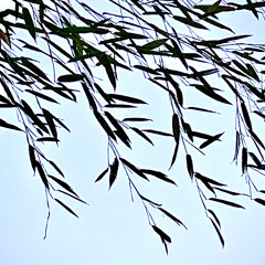 Come Hither, Those of Us Who Wish, Raise Our Voices in Song