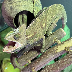 H4 ft. Xbud (653 Prod)