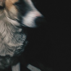 dog park