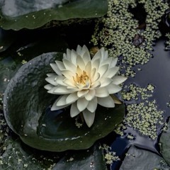 Bloom Again | Organic Downtempo • Emotional • Ecstatic Dance • Healing Mix