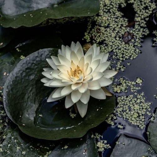 Bloom Again | Organic Downtempo • Emotional • Ecstatic Dance • Healing Mix