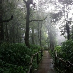 matte - jungle ft. central park, sean barker, lyon flare, byenick (prod. chrxme x lodoni)