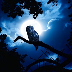 Club Type Beat - "Night Owl" | Rap / Trap Instrumental | Free Download