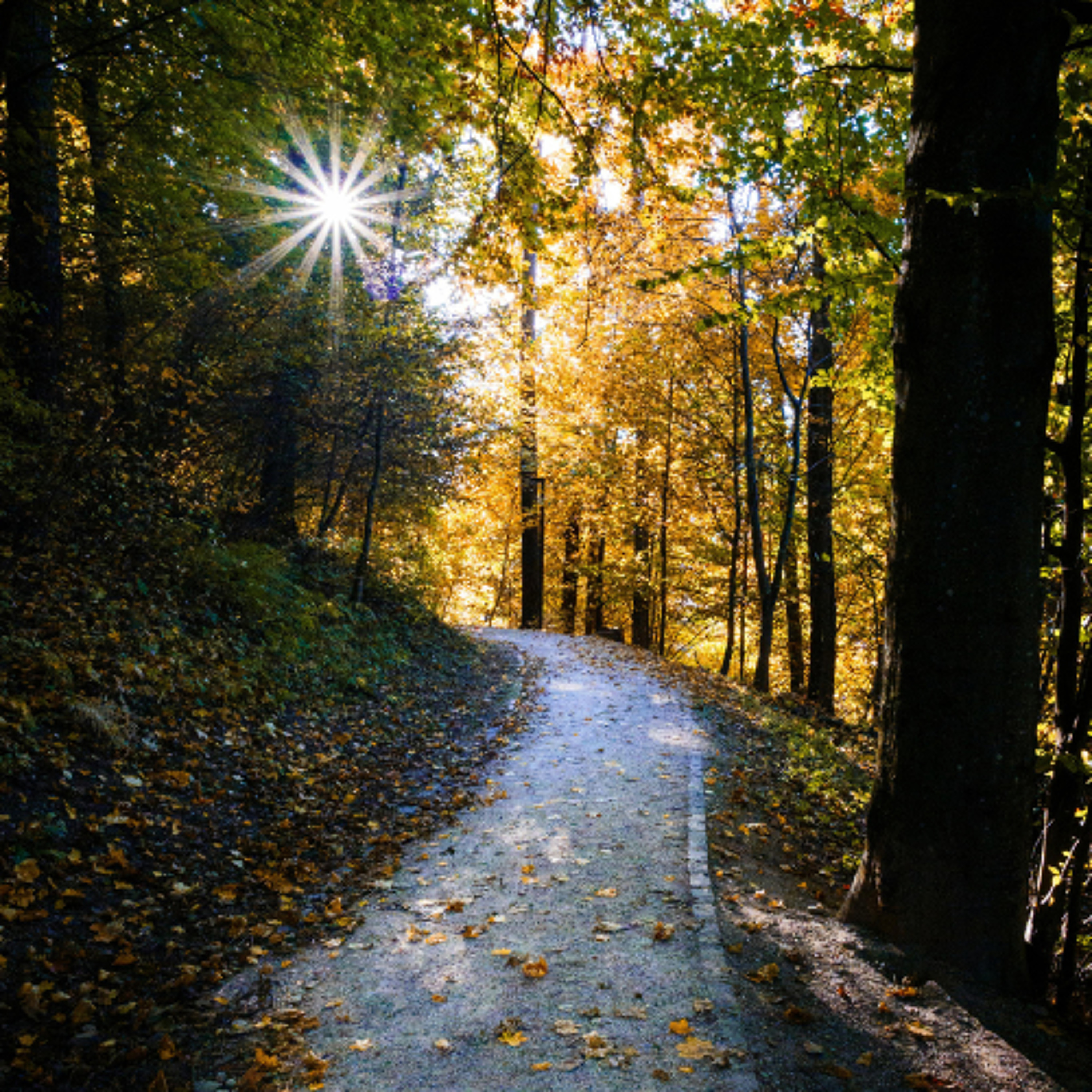 Best of Awake in the World: Finding a Path (30 min guided meditation)