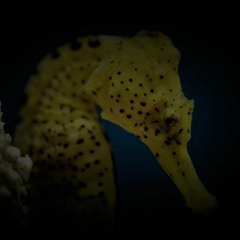 Seahorses - production / library music