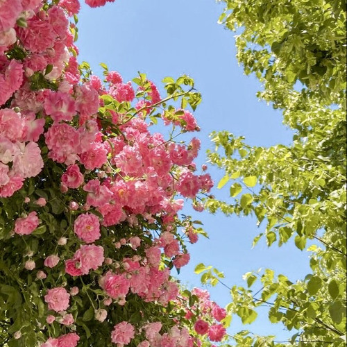 His Strength Is Made Perfect In Our Weakness