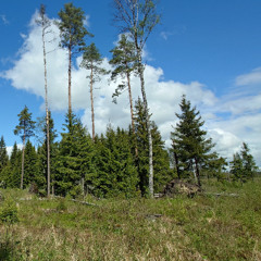 Dawn chorus at a forest clearcut