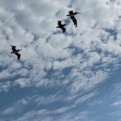 Wing Love (disquiet0584)