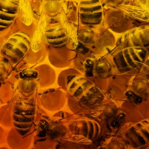 Honey Bees