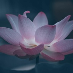 연꽃(Lotus)