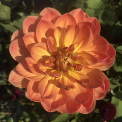 Ollie improv flowers!